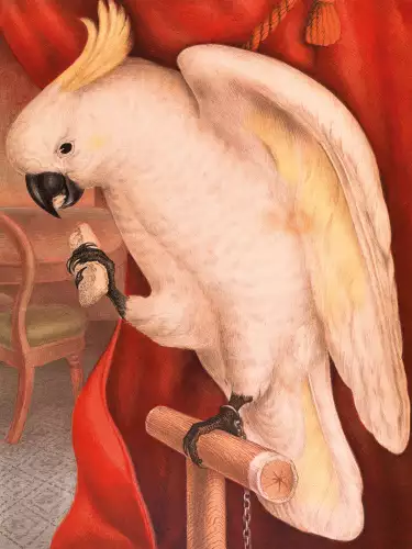 Sulphur crested cockatoo 