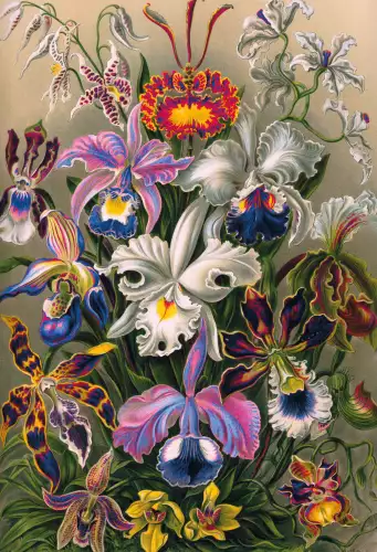 MONDiART Orchids  (102806)