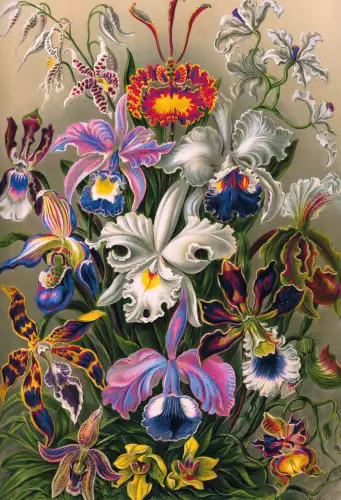 Orchids 