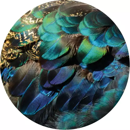 Colorful peacock feathers