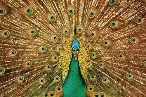 A beautiful peacock 