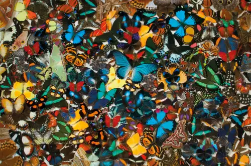 MONDiART Tropical butterfly pattern  (102825)