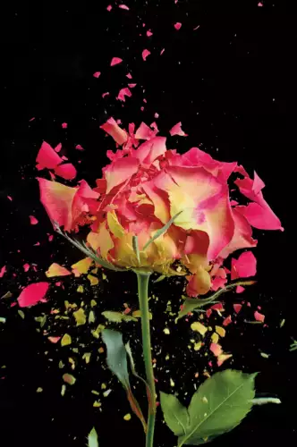 Exploding rose pink 