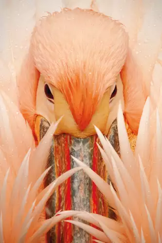 Pink Pelican 