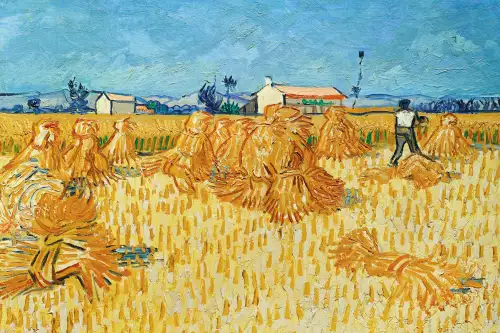 Harvest in provence 
