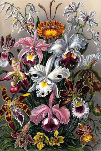 Orchids 