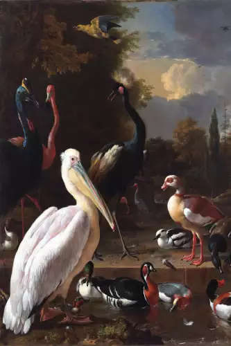 Pelican & other birds 