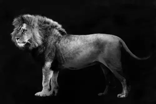 Panthera Leo 