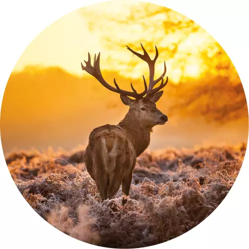 MONDiART Red deer in morning sun  (103132)