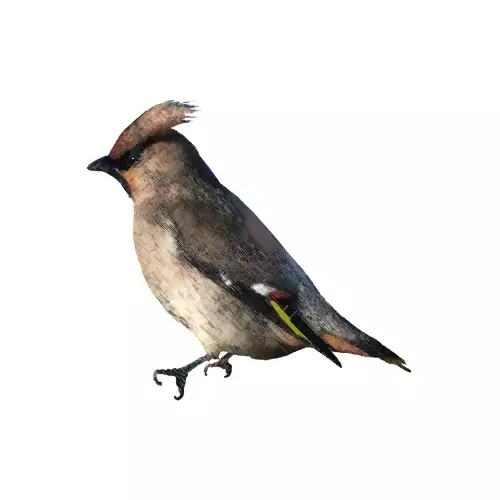 MONDiART Pestvogel  (103334)