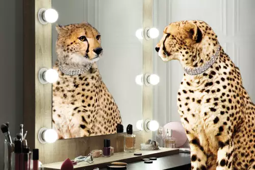 Fancy Cheetah 
