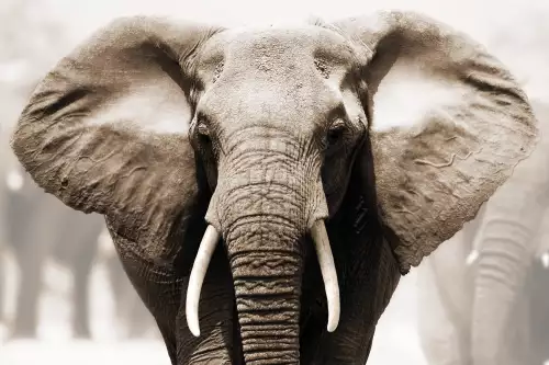MONDiART African Elephant  (103468)