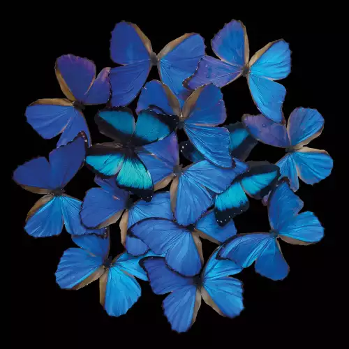 MONDiART Blue butterfly explosion  (103524)