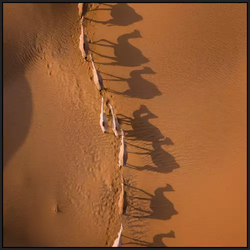 MONDiART Camel Race  (103687)