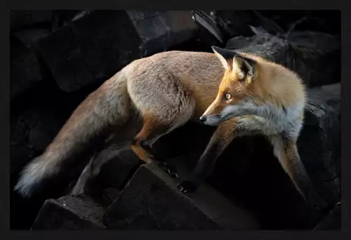 MONDiART The Fox  (103722)
