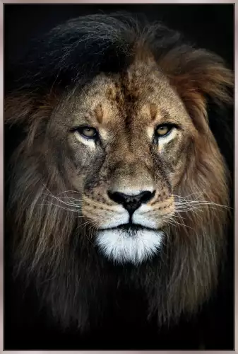 Strong Lion + Frame BL black