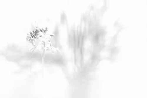 MONDiART White shades + Frame BL white (105297)