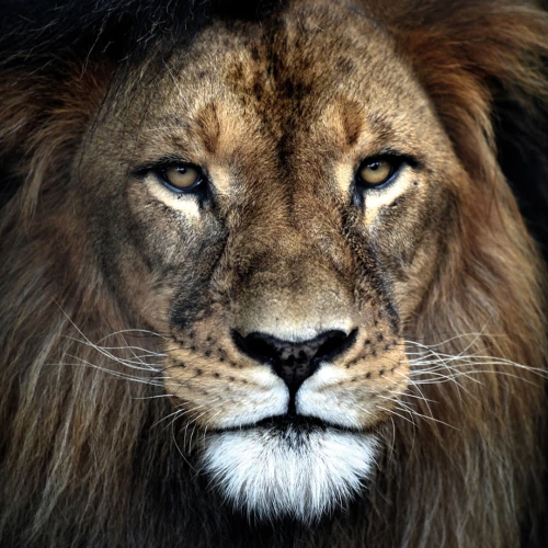 Wildlife